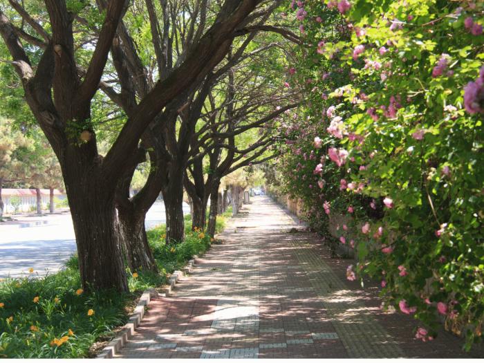 Guest Post: Green Streets and Mental Health